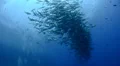Seasonal gathering - large school of snapper fish 29.97fps HD Footage