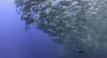 Seasonal gathering - large school of snapper fish 25fps HD Footage