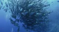 Seasonal gathering - large school of snapper fish 25fps HD Footage