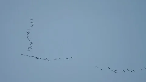Seasonal migration of wild geese Stock Footage
