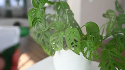 Seasonal processing of house plants Stock Footage 235887523