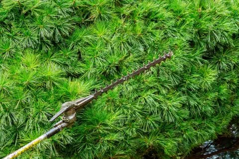 Seasonal pruning trees with pruning shears Stock Photos