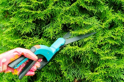 Seasonal pruning trees with pruning shears. Female gardener hand in protectiv Stock Photos