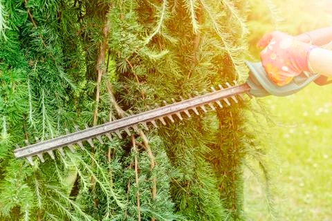 Seasonal pruning trees with pruning shears. Female gardener hand in protectiv Stock Photos