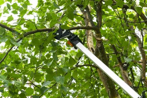 Seasonal pruning trees with pruning shears. Gardener pruning fruit trees wi.. Stock Photos