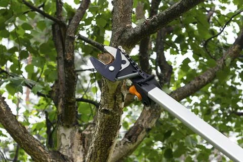 Seasonal pruning trees with pruning shears. Gardener pruning fruit trees wi.. Stock-Fotos