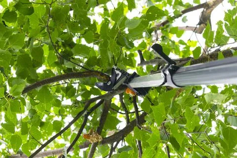 Seasonal pruning trees with pruning shears. Gardener pruning fruit trees wi.. Foto stock