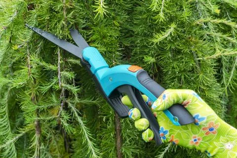 Seasonal pruning trees with pruning shears. Female gardener hand in protect.. Stock Photos