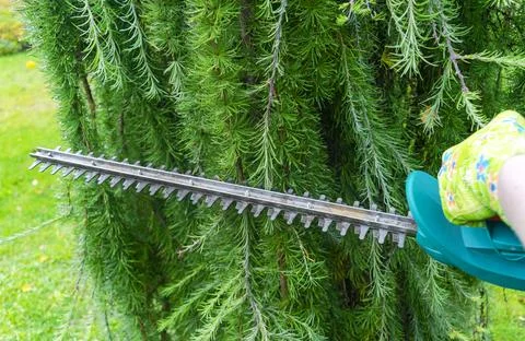 Seasonal pruning trees with pruning shears. Female gardener hand in protect.. Stock Photos
