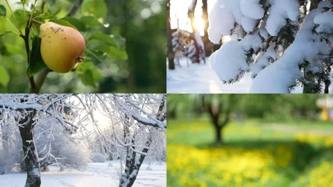 Seasons - a collage depicting nature at different times of the year. Stockbeeldmateriaal 322939714