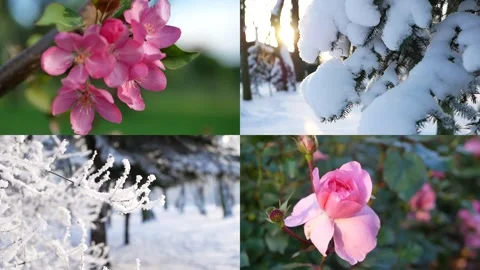 Seasons - a collage depicting nature at different times of the year. Video stock 323357786