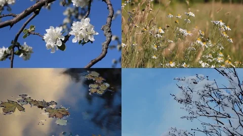 Seasons - collage with the image of nature at different times of the year. Stock Footage 81121664