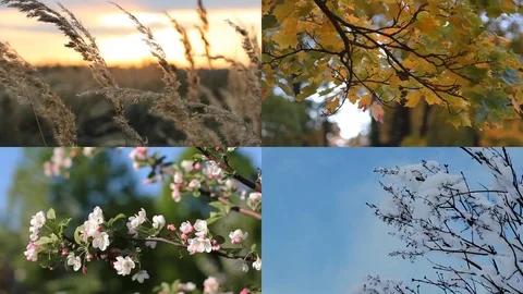 Seasons - collage with the image of nature at different times of the year. Stock Footage 81128289