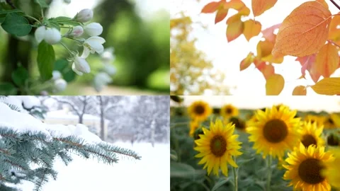 Seasons - collage with the image of nature at different times of the year. Stock Footage 150028518