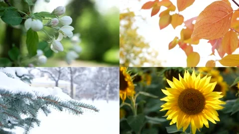 Seasons - collage with the image of nature at different times of the year. Stock-Footage 150028709