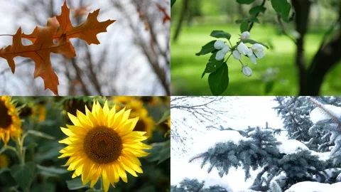 Seasons - collage with the image of nature at different times of the year. Stock Footage 150361200