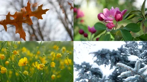 Seasons - collage with the image of nature at different times of the year. 動画素材 156759102