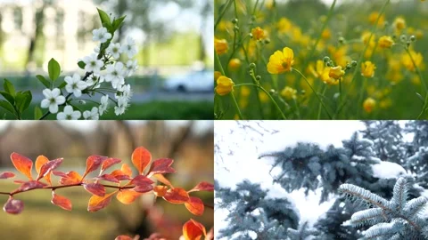 Seasons - collage with the image of nature at different times of the year. Stock Footage 156759122