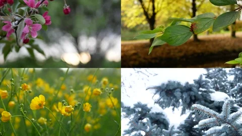 Seasons - collage with the image of nature at different times of the year. Video stock 156759162