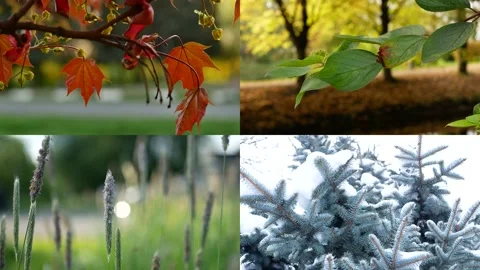 Seasons - collage with the image of nature at different times of the year. 動画素材 156886454