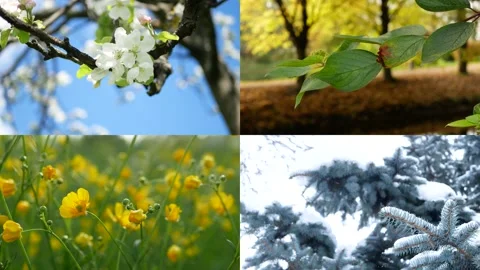 Seasons - collage with the image of nature at different times of the year. Video stock 156886480