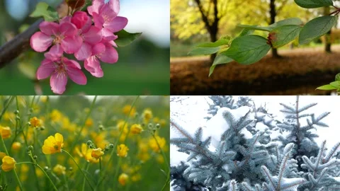 Seasons - collage with the image of nature at different times of the year. Stock Footage 156886645