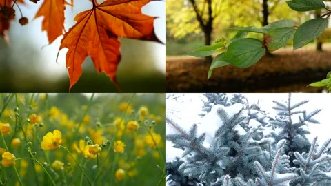 Seasons - collage with the image of nature at different times of the year. Stock Footage 156886659