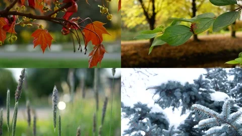 Seasons - collage with the image of nature at different times of the year. Video stock 156886810