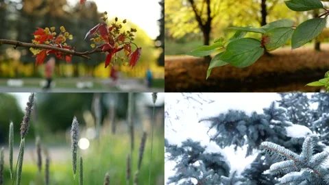 Seasons - collage with the image of nature at different times of the year. Stock Footage 156886811