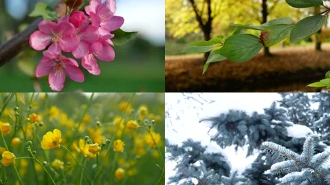Seasons - collage with the image of nature at different times of the year. Stock-Footage 168945256