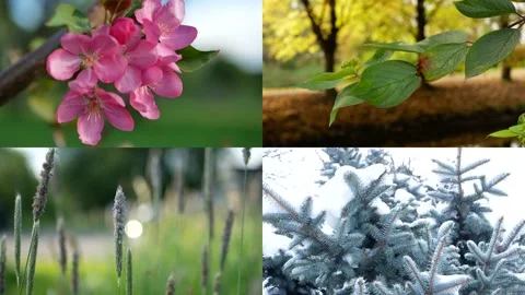 Seasons - collage with the image of nature at different times of the year. Stock-Footage 168945425