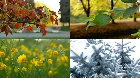 Seasons - collage with the image of nature at different times of the year. Stock Footage 237308298