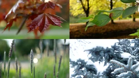Seasons - collage with the image of nature at different times of the year. Stock Footage 237308329