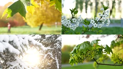 Seasons - collage with the image of nature at different times of the year. Stock Footage 237375592