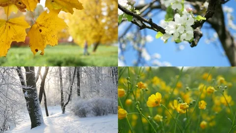 Seasons - collage with the image of nature at different times of the year. Stock Footage 237386910