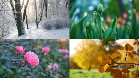 Seasons - collage with the image of nature at different times of the year. Stock-Footage 238516418