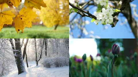 Seasons - collage with the image of nature at different times of the year. Stock Footage 238516505