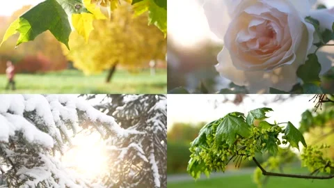 Seasons - collage with the image of nature at different times of the year. Stock Footage 253073848