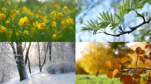 Seasons - collage with the image of nature at different times of the year. Stock Footage 254057650