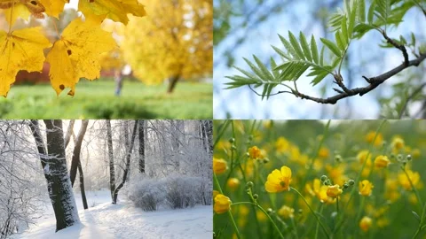 Seasons - collage with the image of nature at different times of the year. Stock Footage 254057679