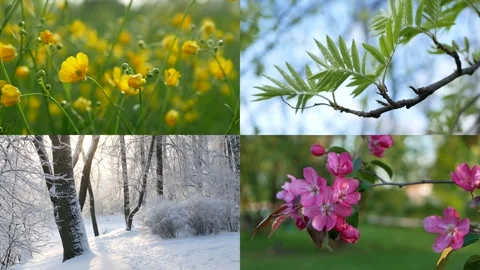 Seasons - collage with the image of nature at different times of the year. Stock Footage 270364643