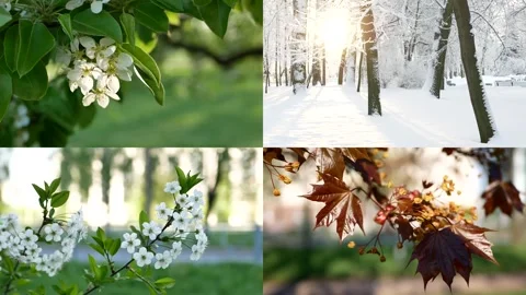 Seasons - collage with the image of nature at different times of the year. Video stock 305826429