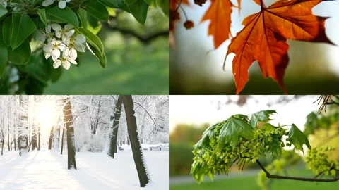 Seasons - collage with the image of nature at different times of the year. Stock Footage 305826582