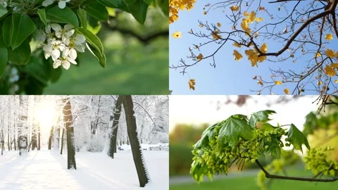Seasons - collage with the image of nature at different times of the year. Stock Footage 305826602
