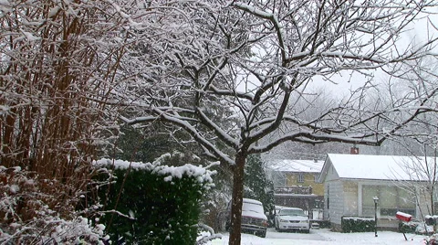 Seasons First Snow Fall  Stock Footage 984966
