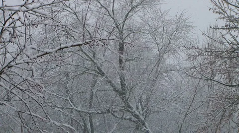 Seasons First Snow Fall Stock Footage