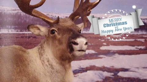 Seasons greetings with deer. Stock Footage 45438271