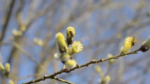 Seasons - Spring. Forest bees collect nectar and pollen from blossoming willow Stock-Footage 152550848