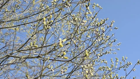 Seasons - Spring. Forest. Blooming willow Stock-Footage 152550843