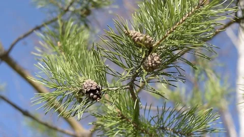 Seasons - Spring. Forest. Spring pines Stock-Footage 152550844